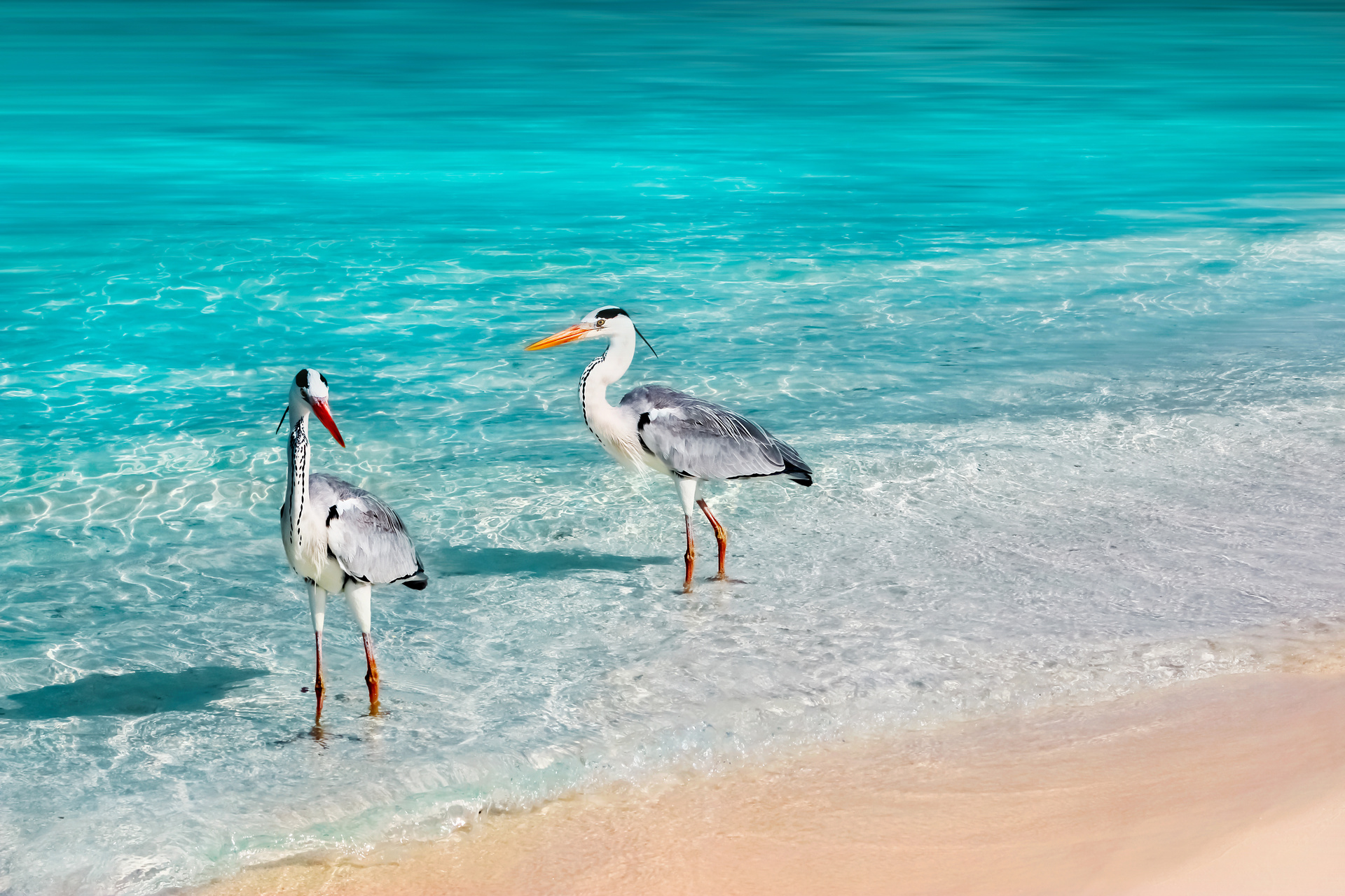 maldives héron