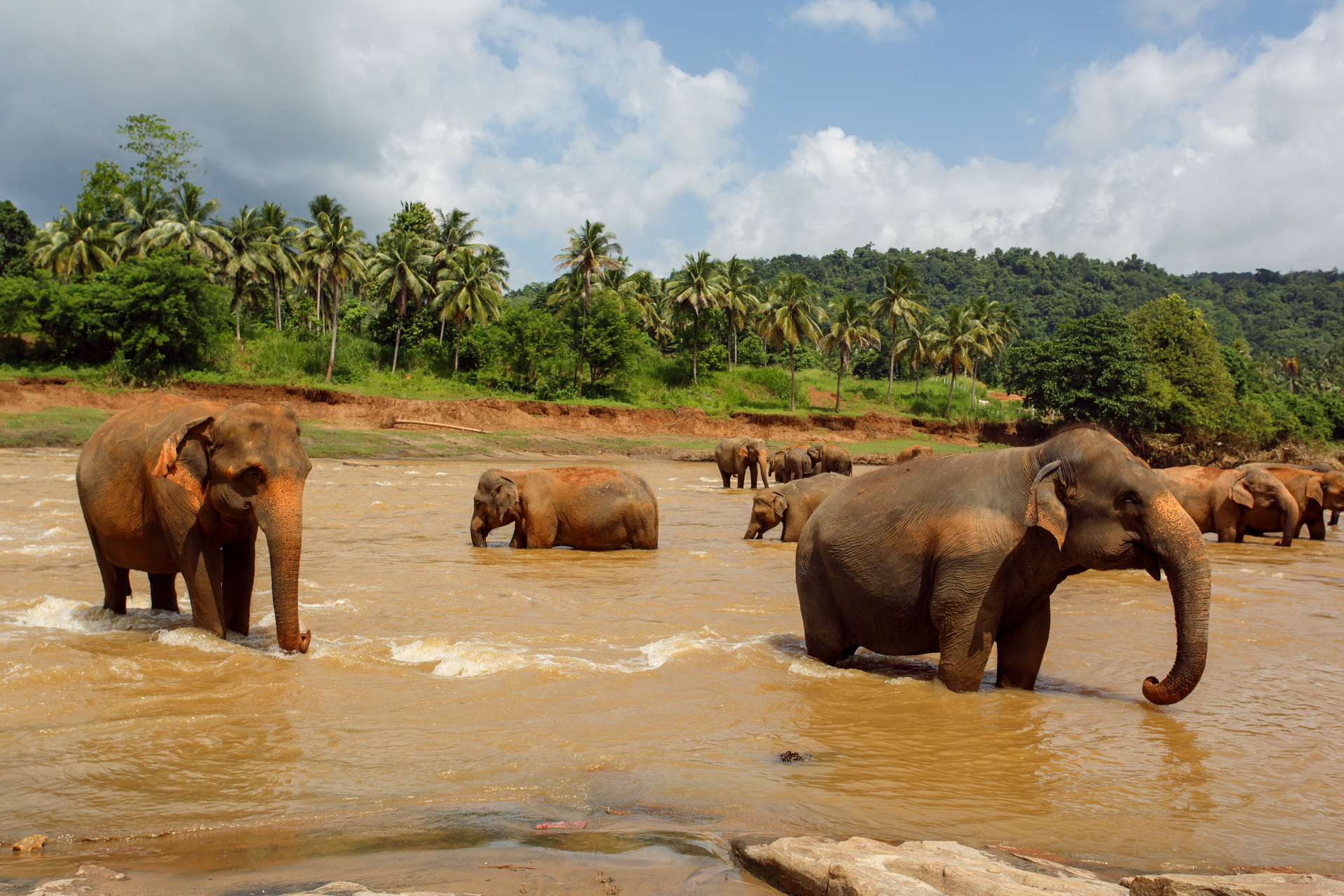 Elephants
