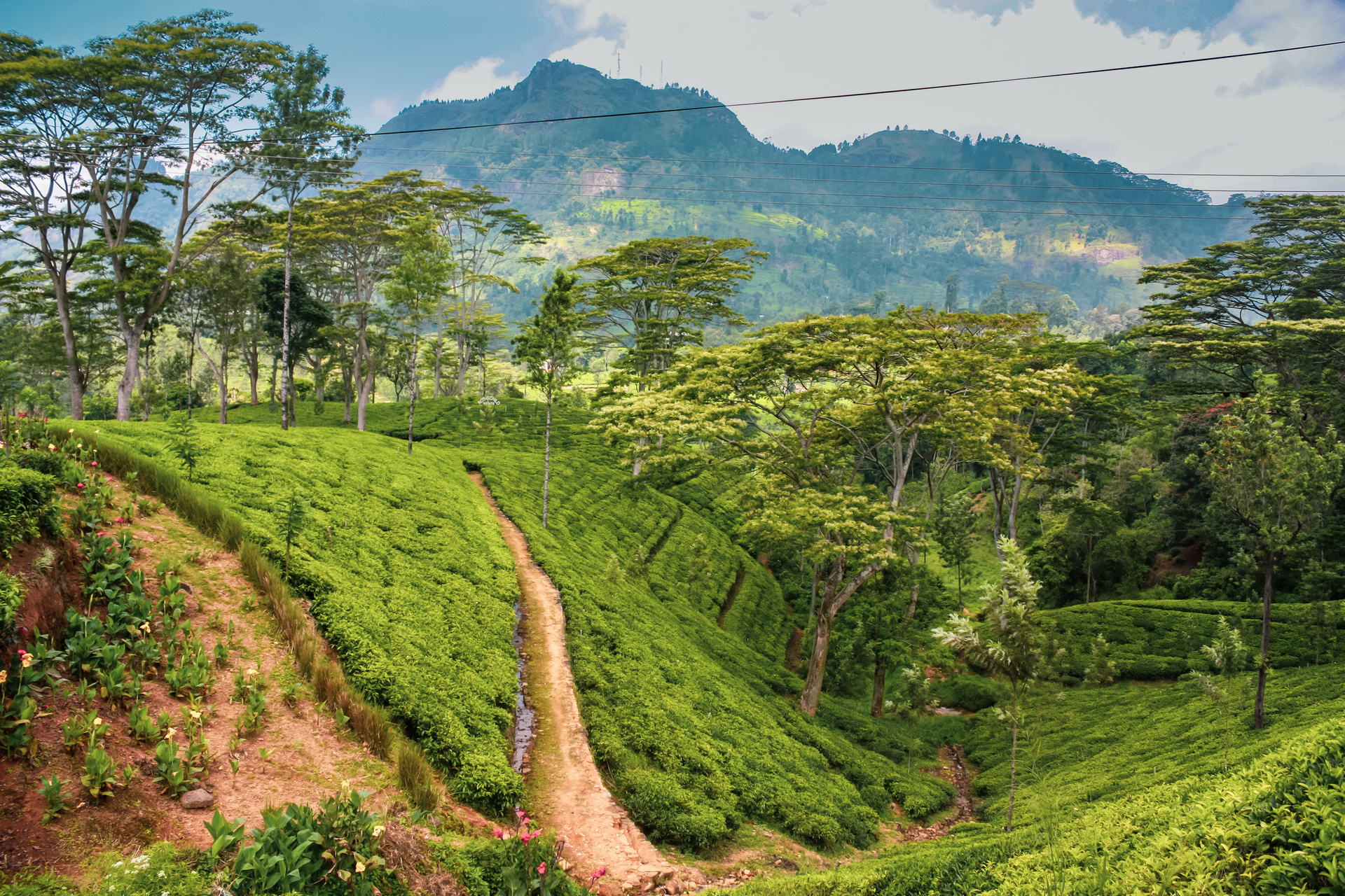nuwara eliya