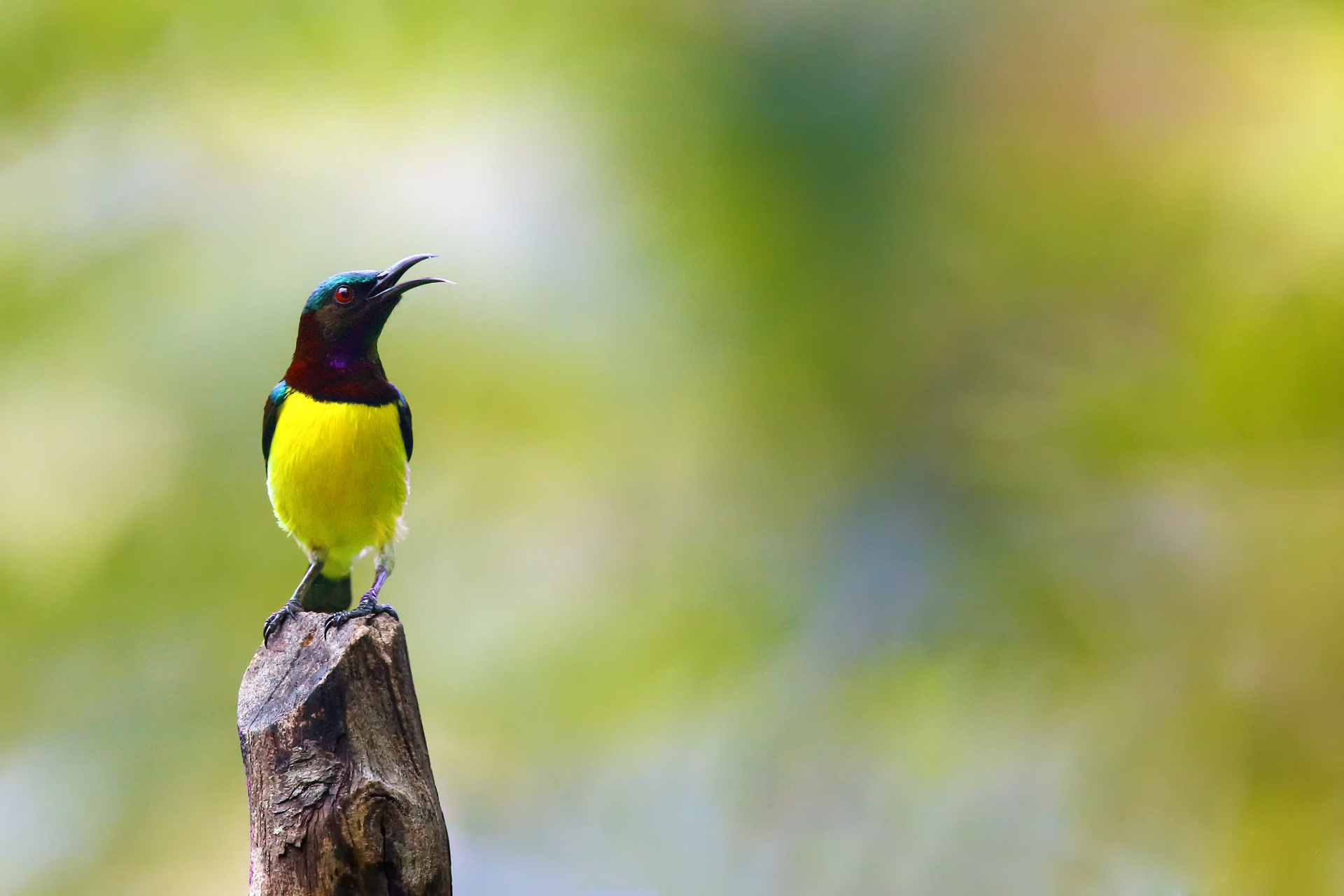 oiseau parc minneriya