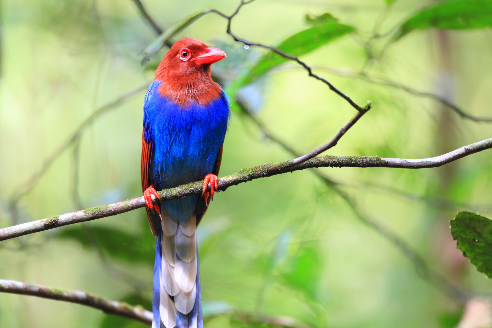 oiseau reserve sinharaja