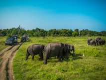 parc national minneriya