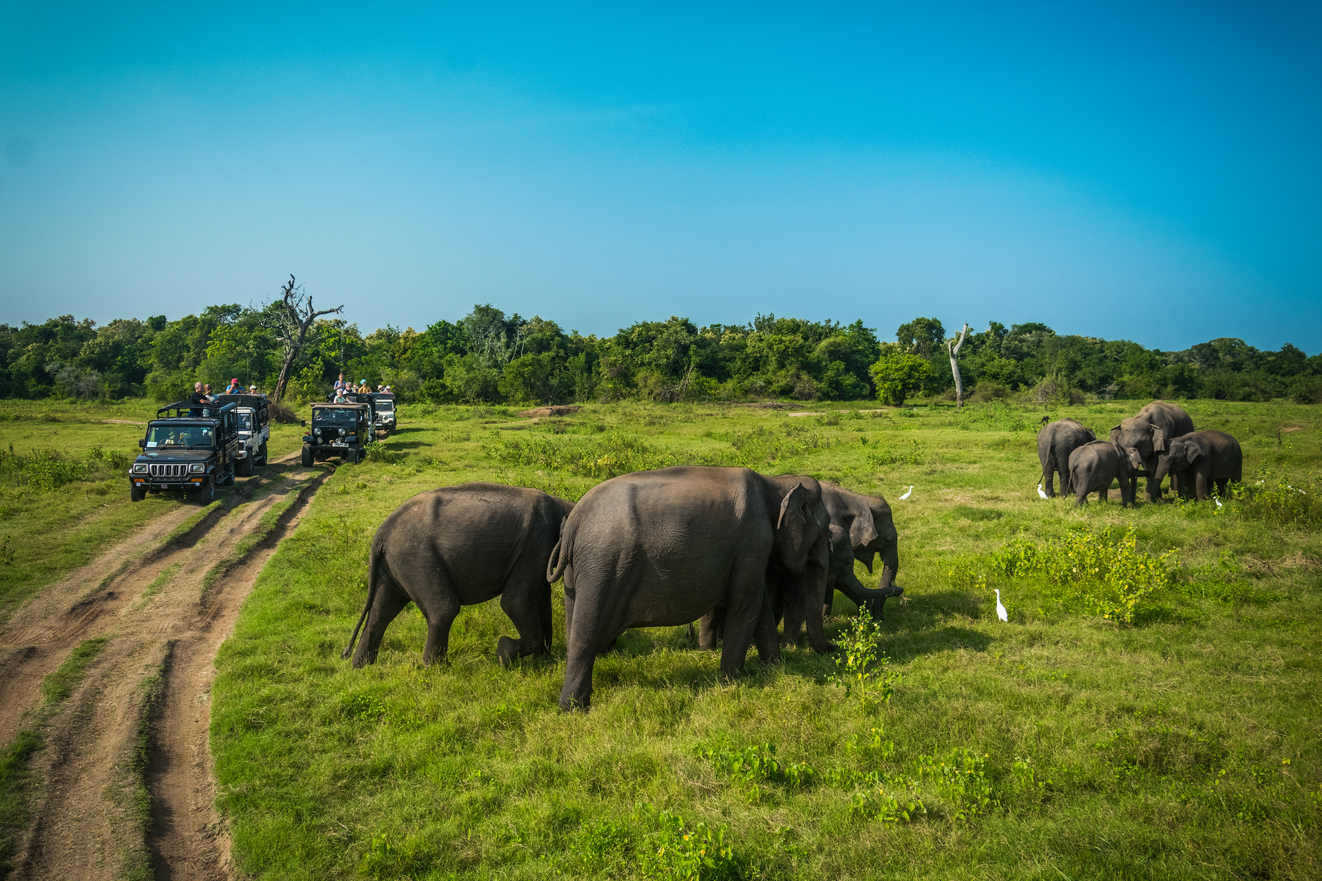 parc national minneriya