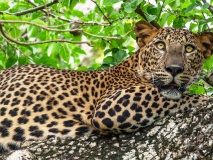 parc national yala