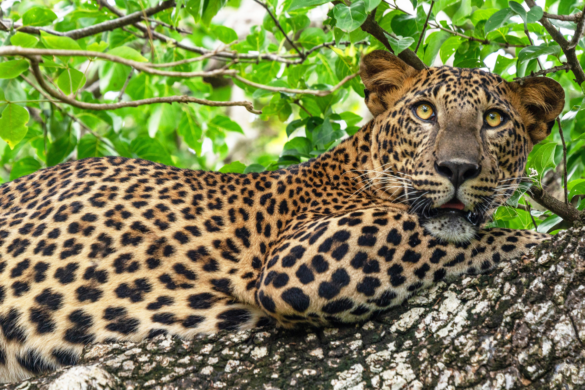 parc national yala