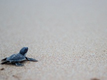 tortue plage sri lanka