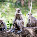 Singe Langur gris du Sri Lanka