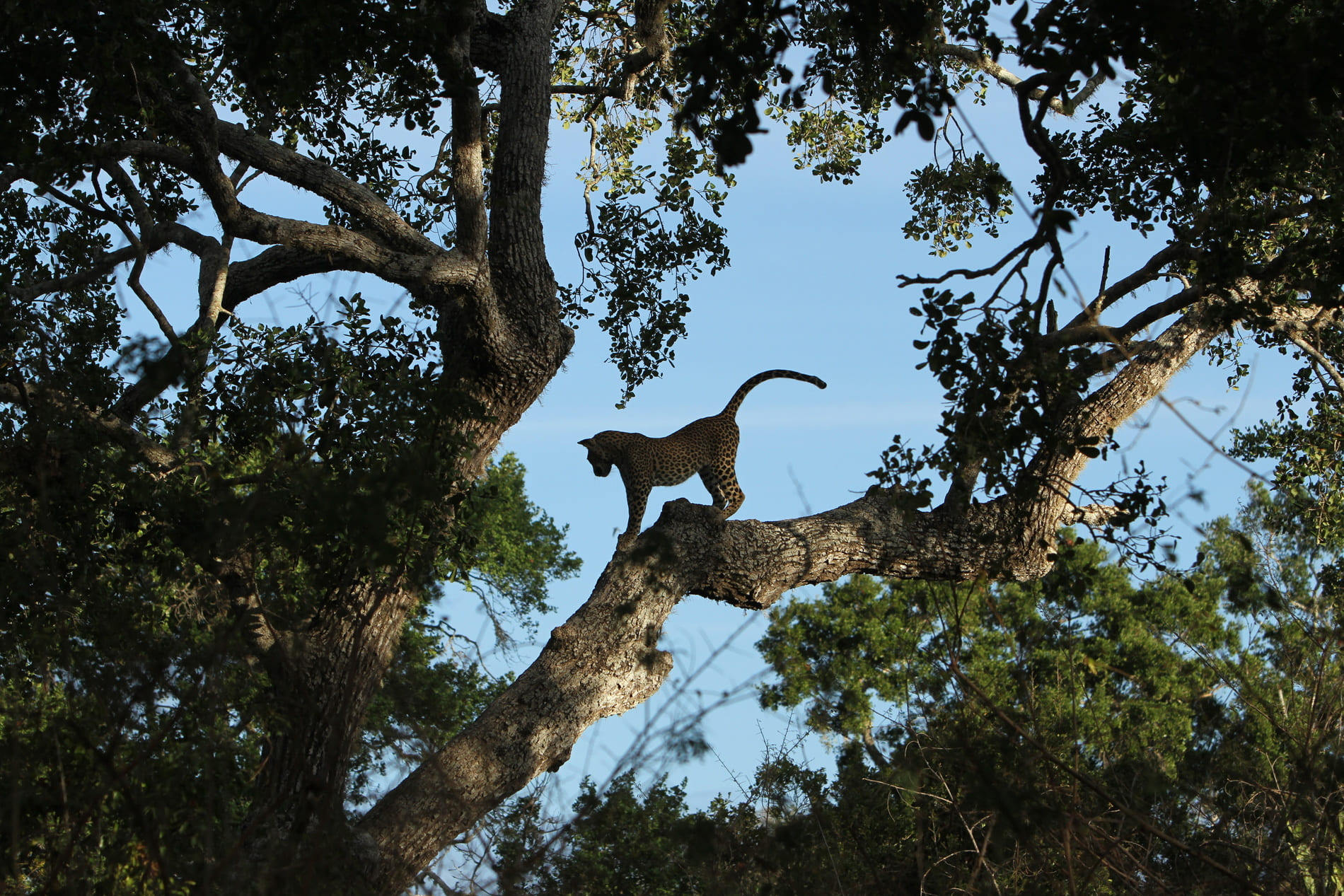 Leopard