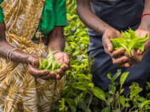 Cueilleuses de thé à Nuwara Eliya