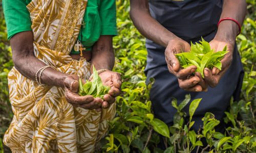 Cueilleuses de thé à Nuwara Eliya