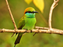 Oiseau sauvage du Sri Lanka