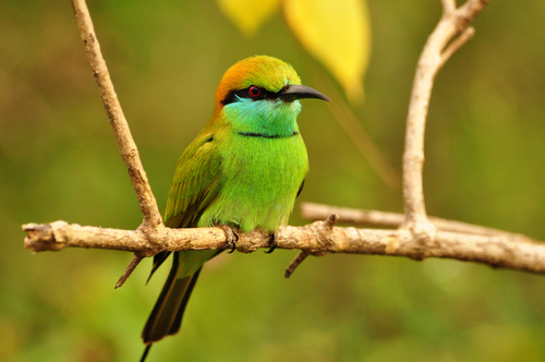 Oiseau sauvage du Sri Lanka