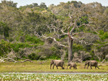 Parc National Yala