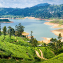 nuwara-eliya-avis-sri-lanka