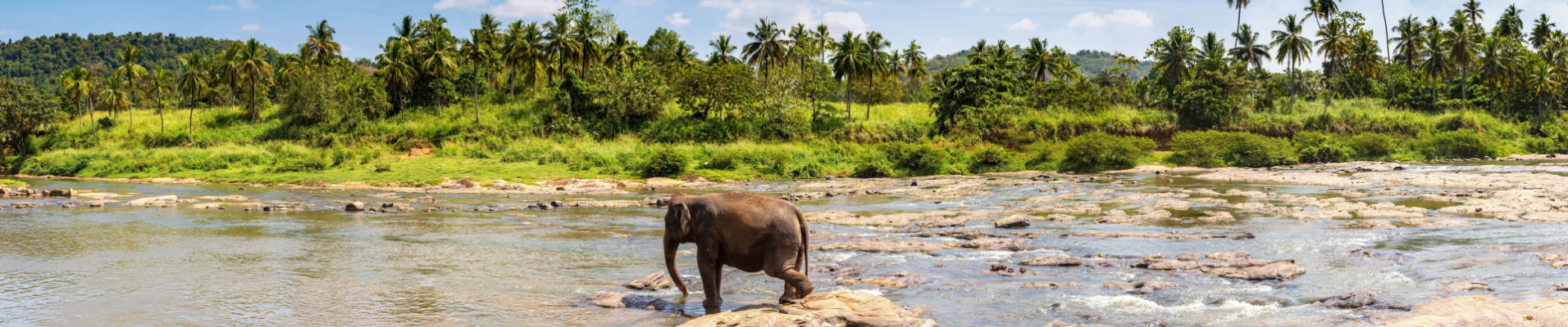 Eléphant à Sri Lanka