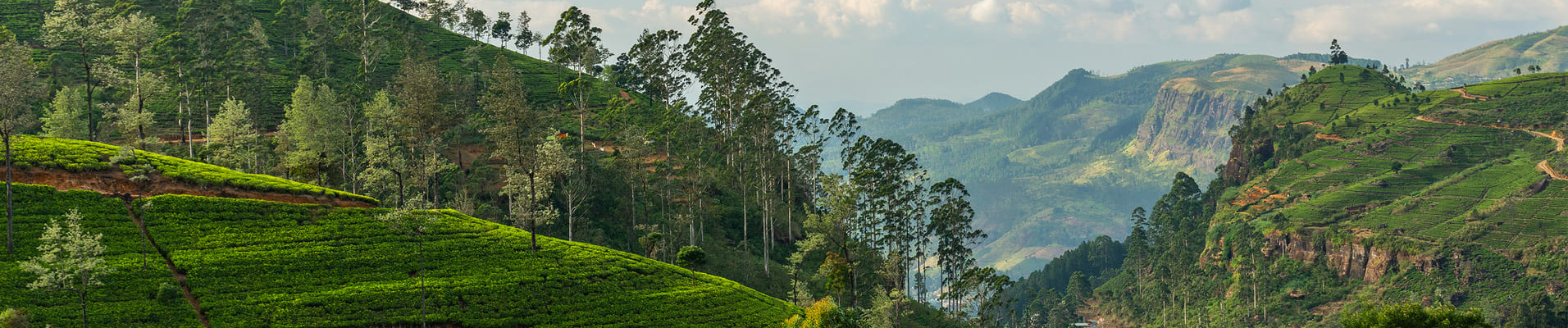 nuwara-eliya-sri-lanka