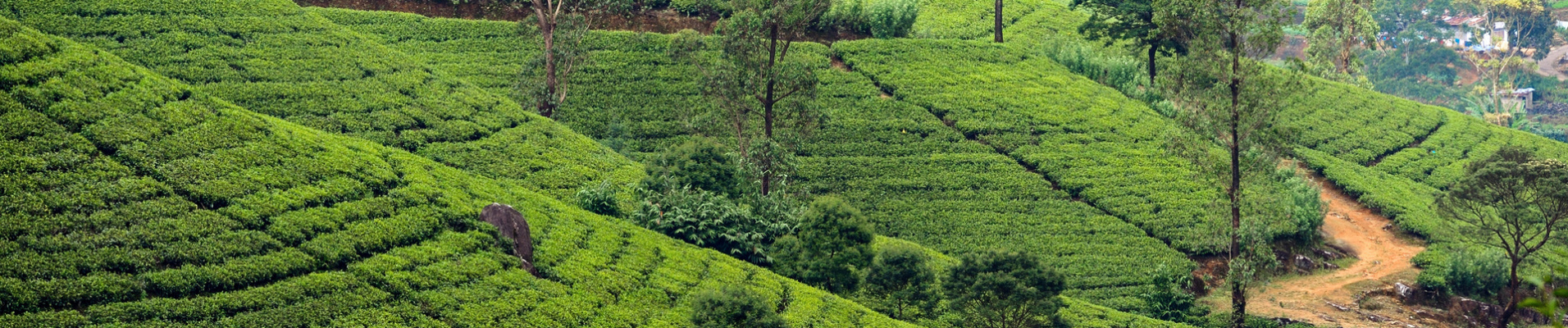 terasses-the-sri-lanka