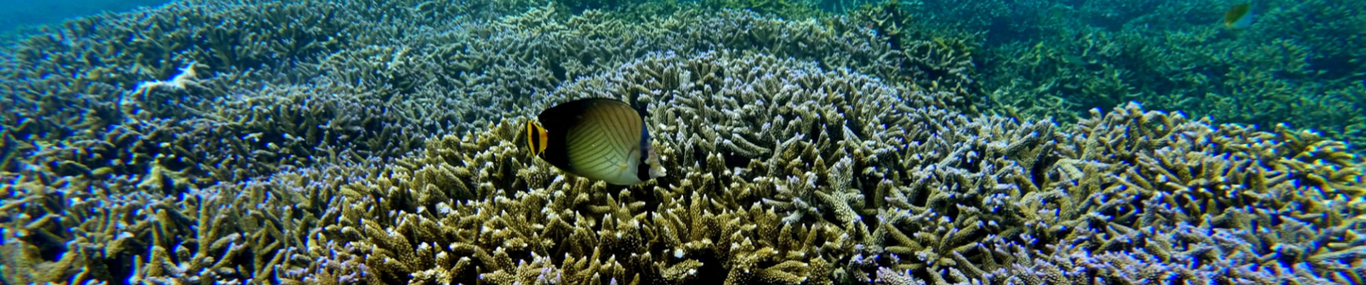plongee-sous-marine-sri-lanka