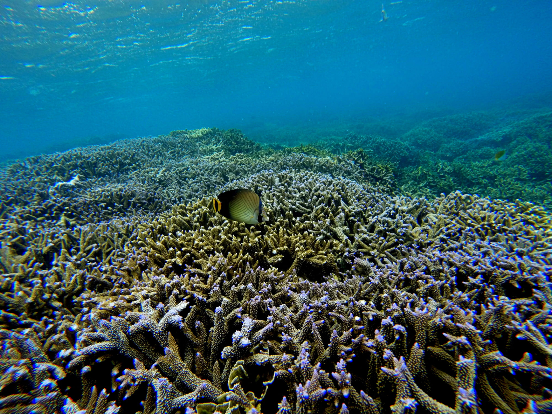 plongee-sous-marine-sri-lanka