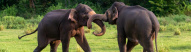 famille-elephant-sri-lanka