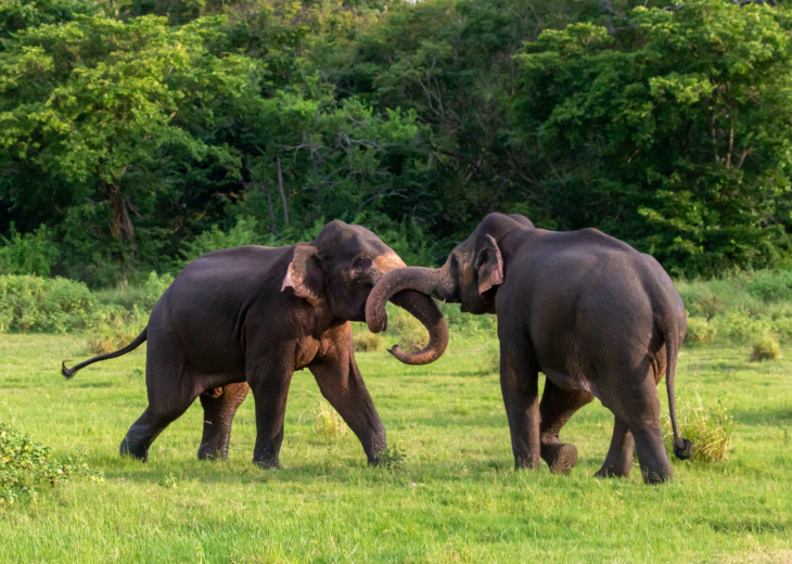 famille-elephant-sri-lanka