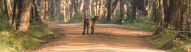 leopard-sri-lanka