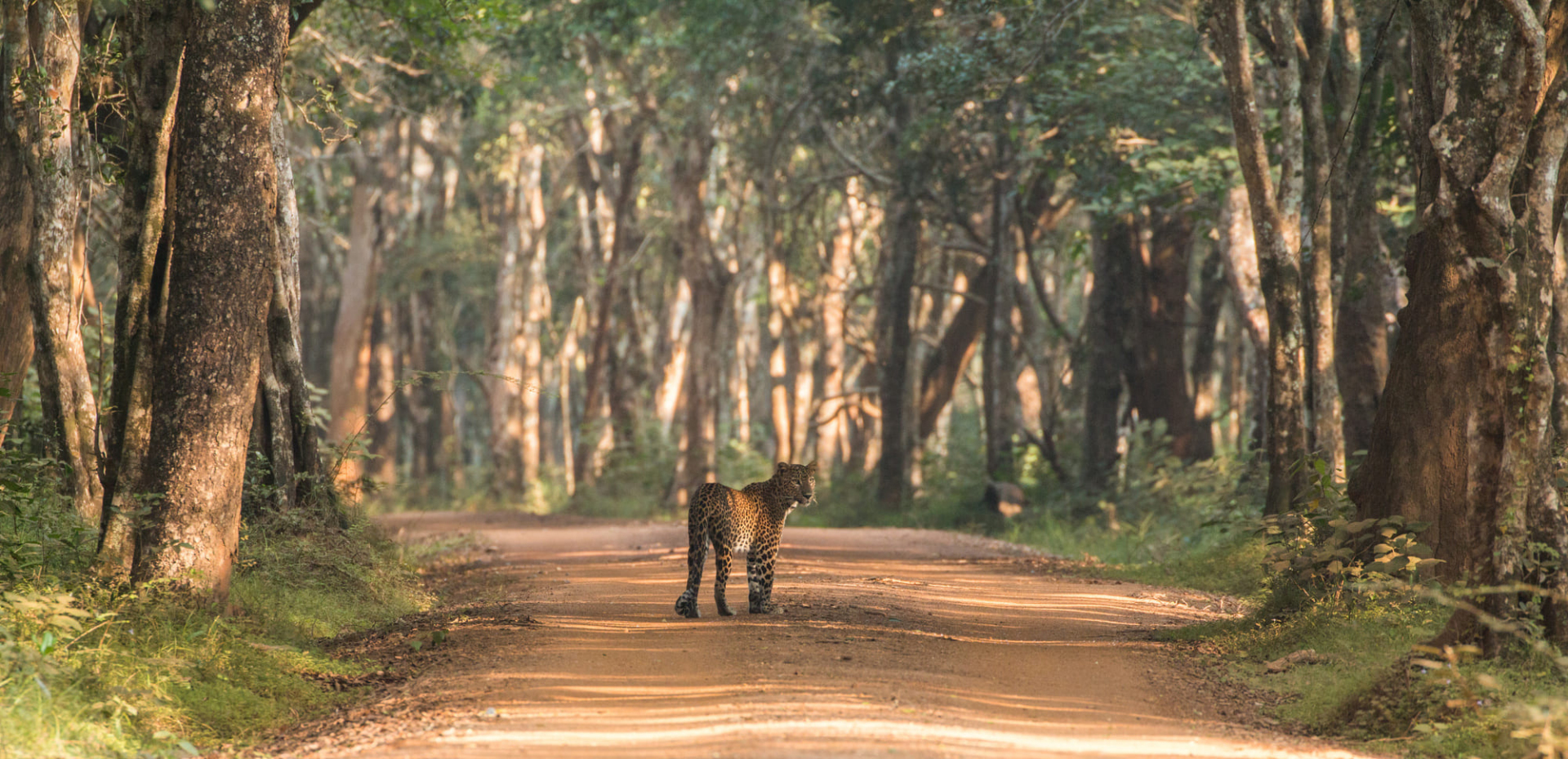 leopard-sri-lanka