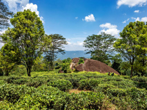 Plantation de thé