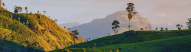 plantation-the-sri-lanka