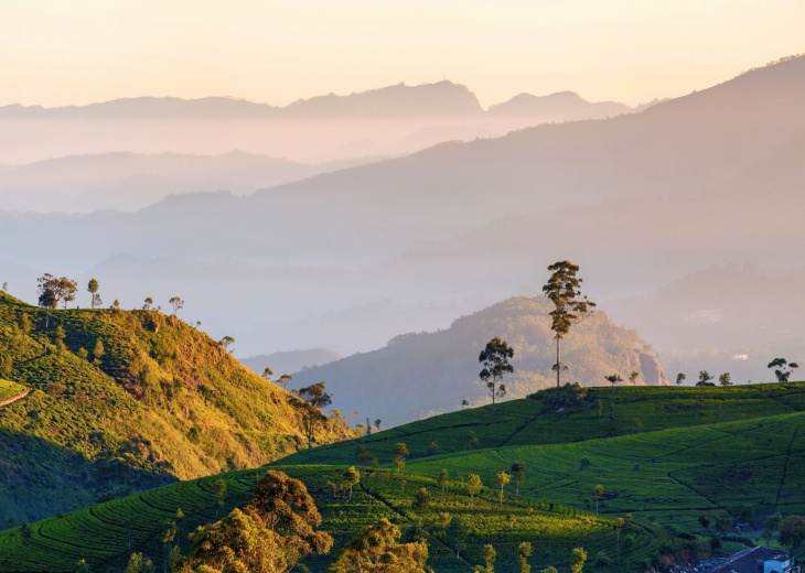 plantation-the-sri-lanka