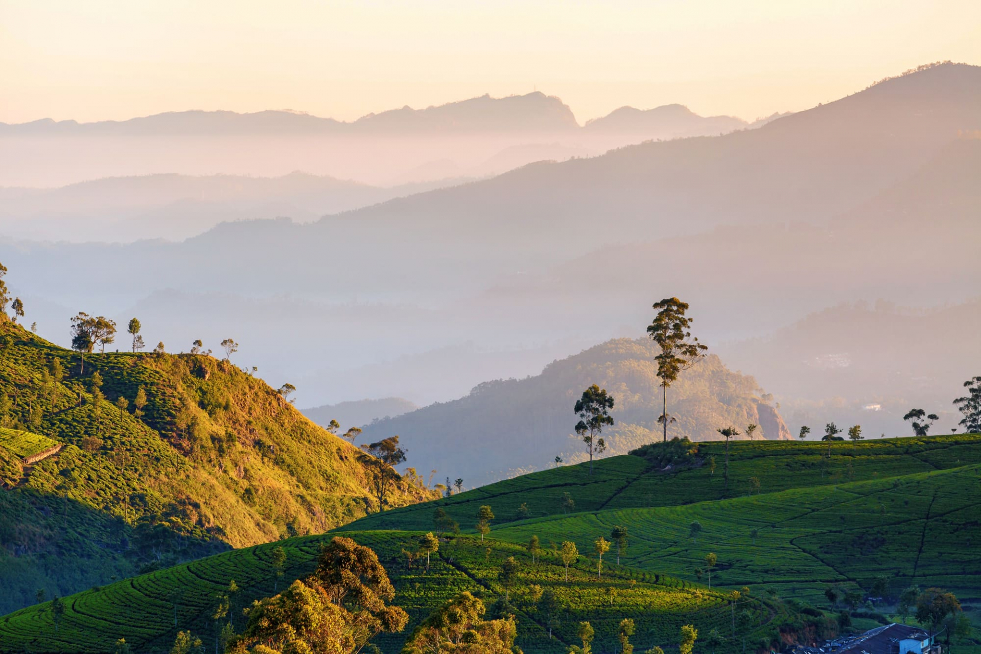 plantation-the-sri-lanka