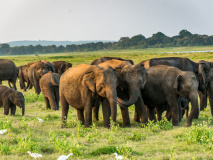 Eléphants