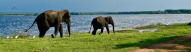 elephants-sri-lanka