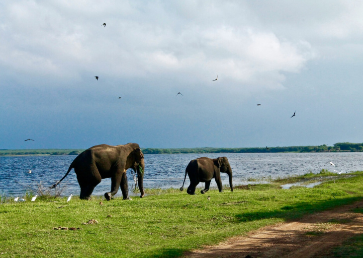 elephants-sri-lanka
