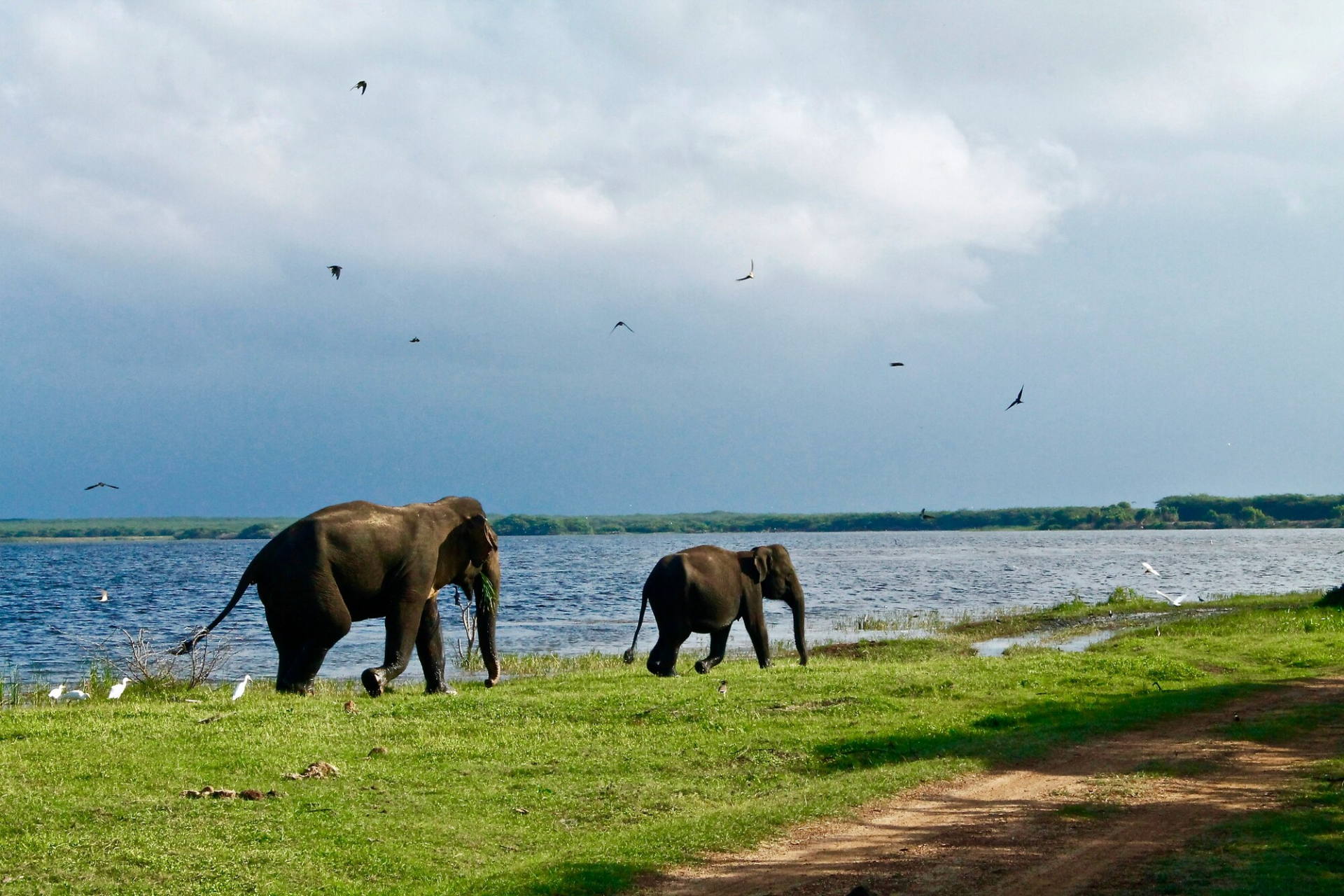 elephants-sri-lanka