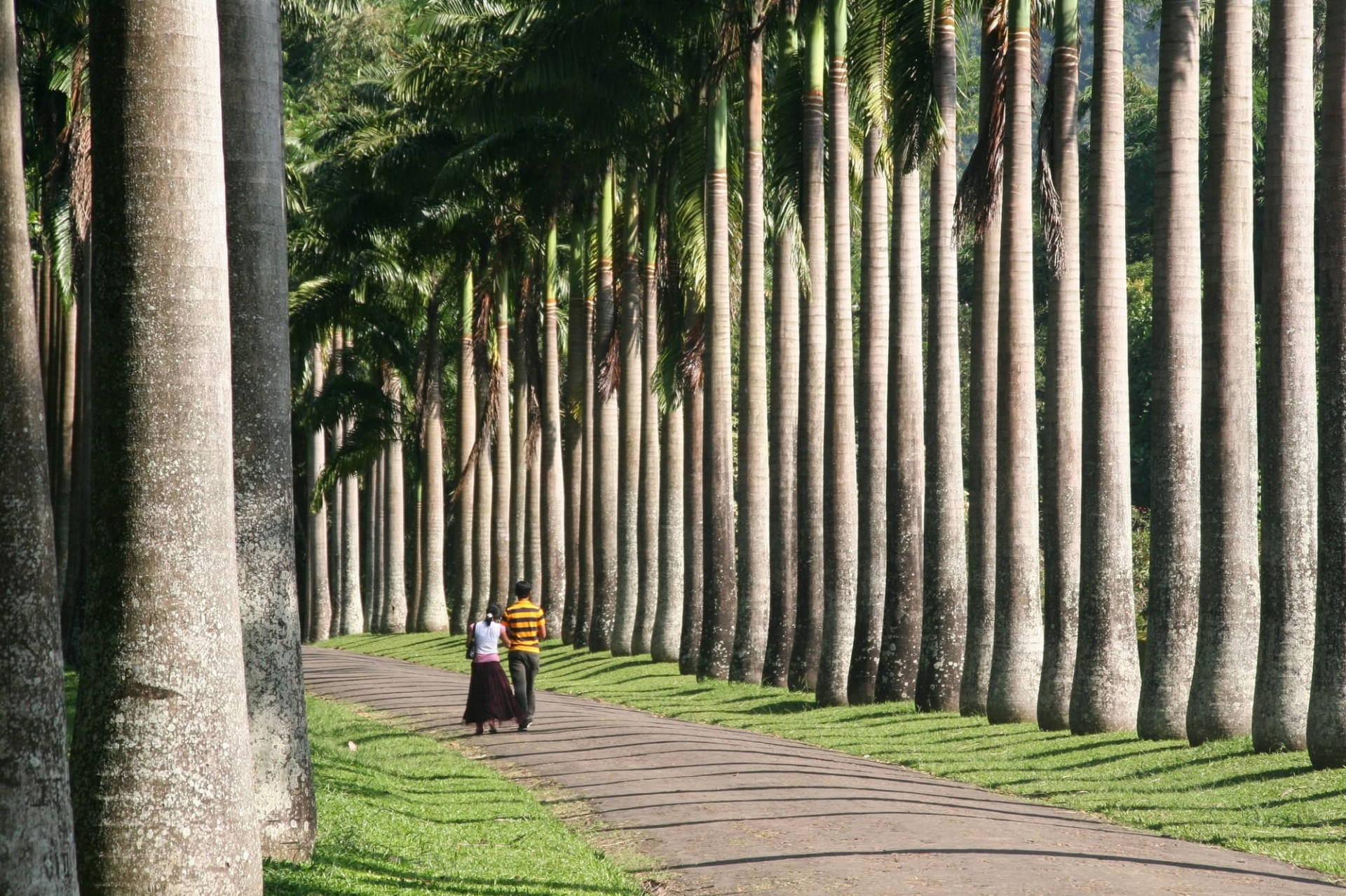 jardin-peradeniya-sri-lanka