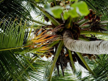 Pause sous les palmiers