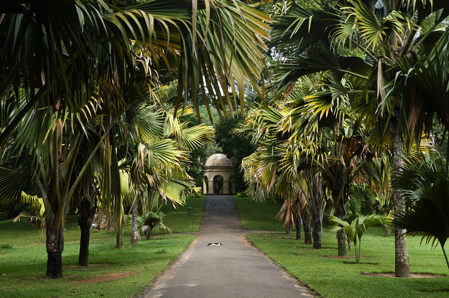 Peradeniya jardin botanique