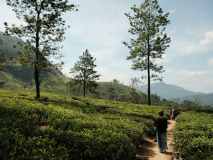 Plantation de thé