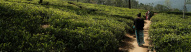 plantation-de-the-sri-lanka