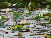 Pond heron