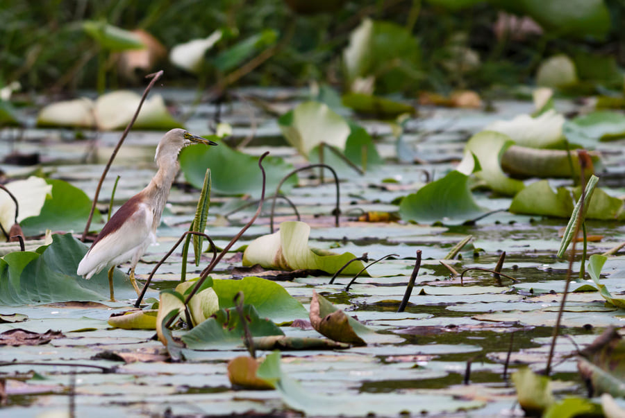 Pond heron